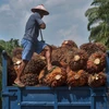 Nông dân thu hoạch cọ tại tỉnh Riau của Indonesia. (Ảnh: AFP/TTXVN)