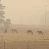 Khói mù từ các đám cháy rừng bao phủ thủ đô Canberra của Australia ngày 5/1. (Ảnh: THX/TTXVN)