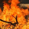 Hiện trường vụ cháy rừng tại Taree, bang New South Wales của Australia. (Ảnh: THX/TTXVN)
