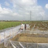 Phần tuyến đất nông nghiệp. (Ảnh: Nguyễn Oanh/TTXVN)
