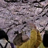 Du khách chiêm ngưỡng vẻ đẹp của hoa anh đào tại Tokyo, Nhật Bản năm 2019. (Ảnh: AFP/TTXVN)