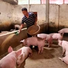 Người chăn nuôi lợn tái đàn sau bệnh dịch tả lợn châu Phi. (Ảnh: TTXVN)