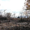 Vụ cháy gần 100ha rừng keo trồng tại địa bàn xã Ninh Xuân, thị xã Ninh Hòa, tỉnh Khánh Hòa thời điểm giữa tháng Năm vừa qua gây thiệt hại khoảng 1,6 tỷ đồng. (Ảnh: Nguyễn Dũng/TTXVN)