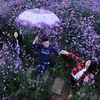 [Photo] Cánh đồng hoa tím Mã Tiền Thảo khoe sắc trong sương mờ Sa Pa 