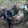 Lực lượng Bộ đội Biên phòng Quảng Trị vận chuyển lợn nhập lậu về xử lý. (Ảnh: Hồ Cầu/TTXVN)