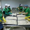 Công đoạn sơ chế quả vải thiều tươi xuất khẩu của Công ty Cổ phần Xuất nhập khẩu Vifoco, tỉnh Bắc Giang. (Ảnh: Vũ Sinh/TTXVN)