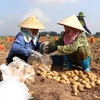 Người dân thu hoạch khoai tây. (Ảnh minh họa: Đinh Văn Nhiều/TTXVN)