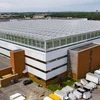 Khu vườn trên mái một trung tâm thương mại lớn nhất thế giới ở Montreal mà Lufa Farms vừa khai trương. (Nguồn: bangkokpost)