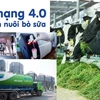Ứng dụng thành tựu của cách mạng 4.0 và công nghệ chăn nuôi bò sữa tiên tiến để nâng cao năng suất và chất lượng sữa tươi nguyên liệu. (Nguồn: Vinamilk)