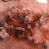 Các công nhân đã phát hiện hàng trăm bộ xương voi ma mút và các loài động vật khác của kỷ Băng hà. (Nguồn: livescience)