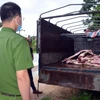 Số thịt lợn mắc bệnh bị bắt giữ. (Ảnh TTXVN phát)