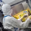 Nghiên cứu và sản xuất vắcxin phòng COVID-19 tại phòng thí nghiệm của công ty Valneva ở Saint-Herblain, gần Nantes, miền tây nước Pháp. (Ảnh: AFP/TTXVN)