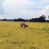 Thu hoạch lúa Hè Thu 2020 ở xã Mỹ Hiệp Sơn, huyện Hòn Đất, tỉnh Kiên Giang thuộc vùng dự án VnSAT. (Ảnh: Lê Huy Hải/TTXVN)
