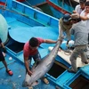 Ngư dân phân loại cá ngừ đại dương khi tàu vừa cập cảng Hòn Rớ, thành phố Nha Trang, Khánh Hòa. (Ảnh: Nguyễn Dũng/TTXVN)