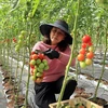 Bà Nguyễn Thị Huệ trong khu vườn cà chua trồng trong nhà kính ở phường 7, thành phố Đà Lạt, tỉnh Lâm Đồng. (Ảnh: Chu Quốc Hùng/TTXVN)