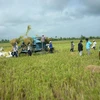 Thu hoạch lúa Nhật ở An Giang. (Nguồn: angimex-kitoku)