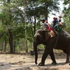 Du khách cưỡi voi thăm Vườn Quốc gia Yok Đôn. (Ảnh: Dương Giang/ TTXVN)
