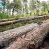 Tại hiện trường ước tính 100 cây thông cổ thụ đã bị đốn hạ, nằm ngổn ngang. (Ảnh Đặng Tuấn/TTXVN)