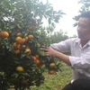 Anh Lê Minh Hải, xã Xuân Hòa, huyện Như Xuân, là một trong những người tiên phong đầu tiên trồng cây cam ở đất Xuân Hòa. (Ảnh: Khiếu Tư/TTXVN)