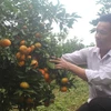 Anh Lê Minh Hải, xã Xuân Hòa, huyện Như Xuân là một trong những người tiên phong đầu tiên trồng cây cam ở đất Xuân Hòa. (Ảnh: Khiếu Tư/TTXVN)