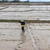Nông dân gieo sạ lúa vụ Đông Xuân 2020-2021. (Ảnh: Nguyên Lý/TTXVN)