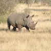 Một cá thể tê giác tại Vườn Quốc gia Kruger Park của Nam Phi. (Ảnh: Phi Hùng/TTXVN)