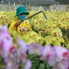 Chăm sóc hoa Tết tại một nhà vườn trên địa bàn huyện Đức Trọng, tỉnh Lâm Đồng. (Ảnh: Ngọc Hà/TTXVN)