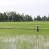 Nông dân cấy bổ sung lúa Đông Xuân 2020-2021. (Ảnh: Hồng Thái/TTXVN)