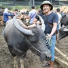Đến Nghiên Loan mục sở thị chợ phiên trâu bò lớn nhất vùng cao Bắc Kạn