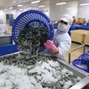 Vận chuyển tôm nguyên liệu vào nhà máy chế biến sản phẩm tôm xuất khẩu tại nhà máy của Tập đoàn Thủy sản Minh Phú tỉnh Cà Mau. (Ảnh: Vũ Sinh/TTXVN)