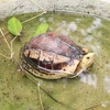 Vườn Quốc gia Cúc Phương chú trọng bảo tồn, cứu hộ, tái thả rùa 