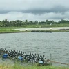 Ao nuôi tôm nước lợ của nông dân tại huyện Mỹ Xuyên, tỉnh Sóc Trăng. (Ảnh: Chanh Đa/TTXVN)