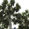 [Photo] Thốt nốt - loại cây đặc trưng của vùng Bảy núi An Giang 