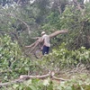 Người dân xã Tân Phước, huyện Đồng Phú thu dọn vườn cây bị gãy đổ. (Ảnh: Đậu Tất Thành/TTXVN)