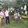Mô hình trồng xoài hữu cơ của Hợp tác xã nông nghiệp an toàn Chiềng Hặc, huyện Yên Châu, tỉnh Sơn La. (Ảnh: Hữu Quyết/TTXVN)