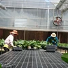 Trang trại hoa Thiên Ngân, huyện Di Linh, tỉnh Lâm Đồng sử dụng điện mặt trời áp mái trong sản xuất lan hồ điệp để tiết kiệm chi phí. (Ảnh: Nguyễn Dũng/TTXVN)
