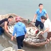 Rất nhiều cá bị chết trên sông Lạch Bạng, thị xã Nghi Sơn, tỉnh Thanh Hóa. (Nguồn: laodong)