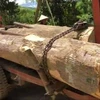 Số gỗ tang vật được phát hiện tại thôn Ea Rớt, xã Cư Pui. (Nguồn: baodaklak)