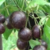Tuyệt đối không ăn quả Hồng Châu cũng như các loại quả dại khác để phòng tránh ngộ độc. (Nguồn: baodantoc)