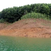 Cây tràm úc được trồng ở vùng bán ngập ven chân các đảo nhỏ tại hồ Thủy điện Bình Điền. (Ảnh: Đỗ Trưởng/TTXVN)