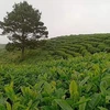 Nhờ áp dụng công nghệ cao, trang trại trồng chè của Công ty TNHH Kolia, tỉnh Cao Bằng cho chất lượng và hiệu quả cao. (Ảnh: TTXVN phát)