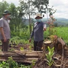 Ông Trần Hữu Thế, Chủ tịch UBND tỉnh Phú Yên (ngoài cùng bên trái) kiểm tra hiện trường phá rừng. (Ảnh: Xuân Triệu/TTXVN)