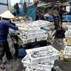 Hải sản tại cảng cá. (Ảnh: Nguyễn Thanh/TTXVN)