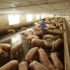 Giá thịt lợn xuất chuồng ngày 21/10 ở trang trại chăn nuôi đang ở mức 34.000đ/kg. (Ảnh: Vũ Sinh/TTXVN)