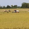 Nông dân Đồng Tháp thu hoạch lúa Thu Đông. (Ảnh: Chương Đài/TTXVN)