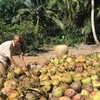 Thu hoạch dừa ở Trà Vinh. (Ảnh: Thanh Hòa/TTXVN)