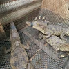 Cá sấu xổng chuồng tại kênh thủy lợi được người dân tại ấp Tân Ro, xã Châu Pha bắt nhốt lại. (Ảnh: Hoàng Nhị/TTXVN)