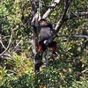 Vườn quốc gia Bạch Mã hiện có khoảng 15 đàn Voọc chà vá chân nâu sinh sống. (Ảnh: Đỗ Trưởng/TTXVN)