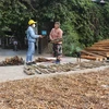 Trong tháng 12, gia đình bà Nguyễn Thị Hòa, xã Mường Nọc, huyện Quế Phong bị kẻ gian bóc trộm thêm 30 cây quế đang đến kỳ thu hoạch buộc phải chặt bỏ cây. (Ảnh: Bích Huệ/TTXVN) 