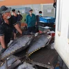 Hình ảnh ngư dân Khánh Hòa, Phú Yên trúng đậm cá ngừ đại dương